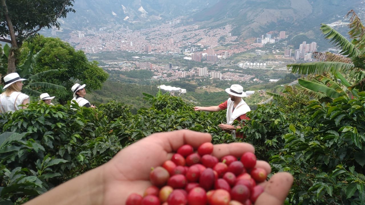 Accredited Coffee Farm for Sale Near Medellín – Turnkey Agricultural Investment — Guarne